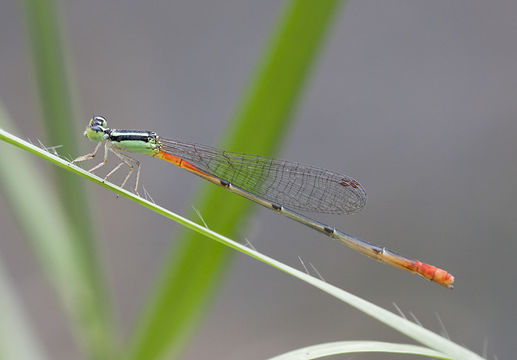 Image of <i>Leptobasis linda</i> Johnson 2016