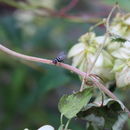 Image of Limnophora obsignata (Rondani 1866)