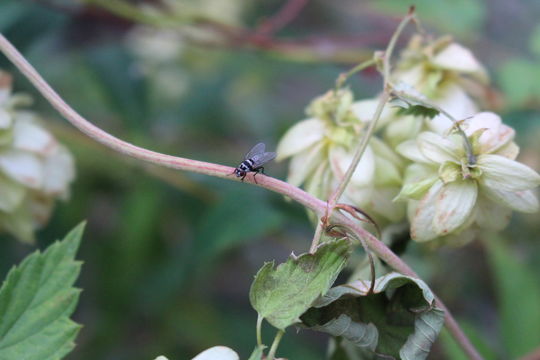 Image of <i>Limnophora obsignata</i> (Rondani 1866)