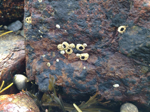 Image of Acorn barnacle