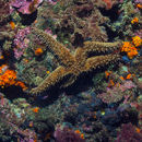 Image of spiny starfish