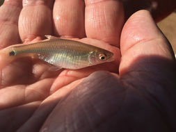 Image of Blacktail shiner