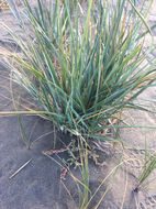 Image of American dunegrass
