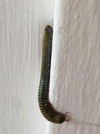 Image of Yellow-banded Millipede