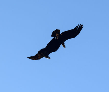 18.https www inaturalist org photos 5096528.580x360