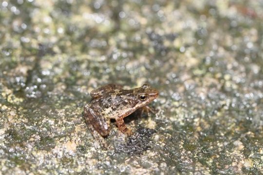 Image of Eungella Day Frog