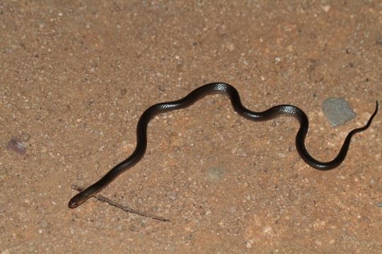 Carpentaria Whip Snake (Cryptophis boschmai) copyright Alex Ville cc-by-nc-4.0