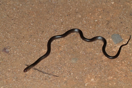 Image of Carpentaria whip snake