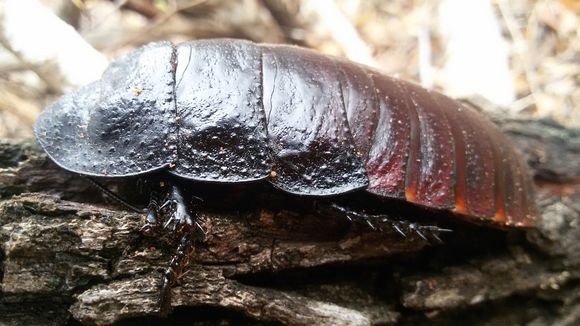 Image of Madagascan hissing cockroach