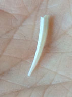 Image of <i>Dentalium neohexagonum</i> Sharp & Pilsbry ex Pilsbry & Sharp 1897