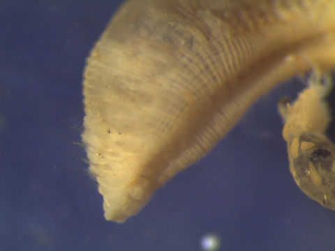 Image of <i>Scalibregma californicum</i>