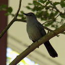 Image of Gray Catbird