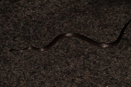 Image of Eastern Small-eyed Snake