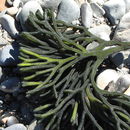 Image of Dead man's fingers