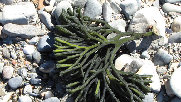 Image of Dead man's fingers