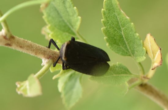 Image of <i>Poblicia fuliginosa</i>