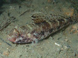 Image of Red-mouthed Goby