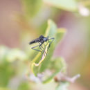 Image of Penthetria heteroptera (Say 1823)