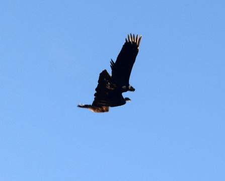 18.https www inaturalist org photos 5119521.580x360