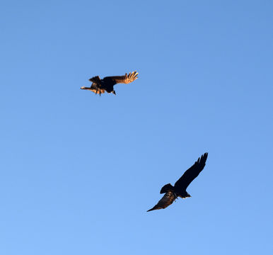 18.https www inaturalist org photos 5119530.580x360