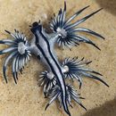 Image of Blue glaucus
