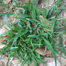 Image of <i>Digitaria <i>ciliaris</i></i> ciliaris