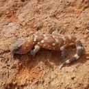 Image of Chondrodactylus angulifer Peters 1870