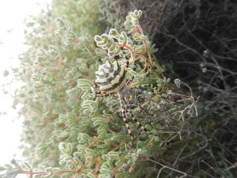 18.https www inaturalist org photos 5125884.580x360