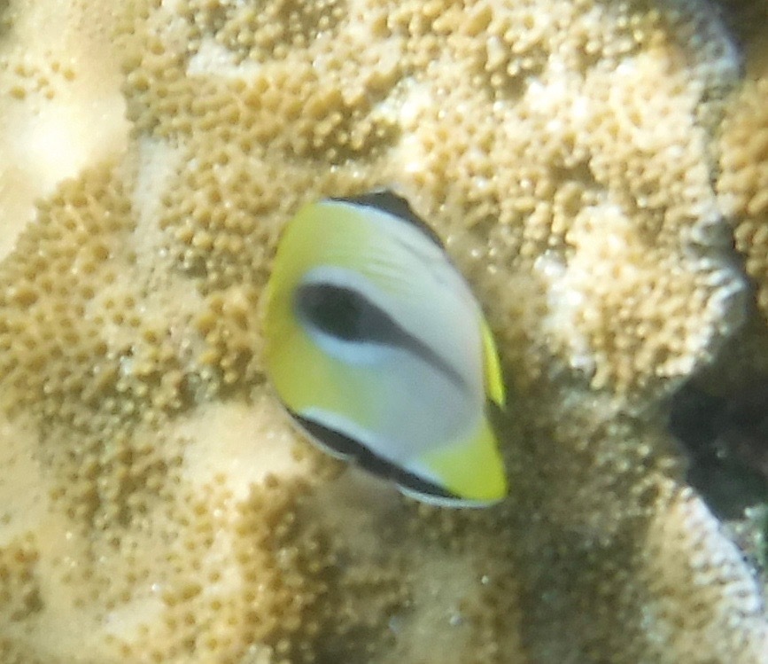 Image of Limespot Butterflyfish
