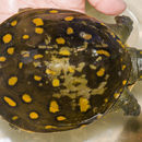 Image of Indian Flapshell Turtle