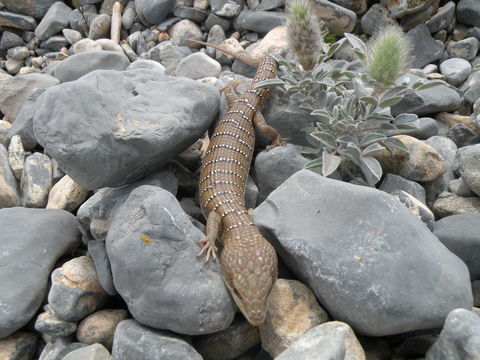 18.https www inaturalist org photos 5137999.580x360