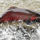Image of Coho Salmon