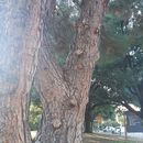 Image of <i>Pinus brutia eldarica</i>