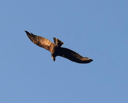 18.https www inaturalist org photos 5143286.580x360