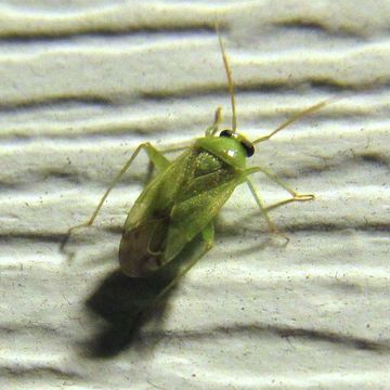 18.https www inaturalist org photos 5150156.580x360