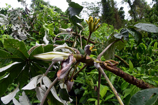 Image of <i>Cecropia pachystachya</i>