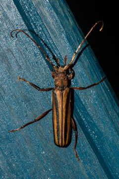 Image of Monkeypod roundheaded borer
