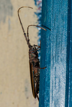 Image of Monkeypod roundheaded borer