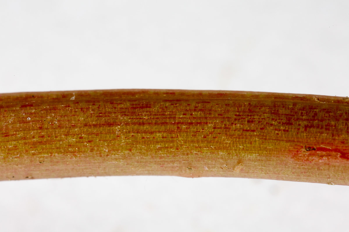Image of <i>Lysimachia nemorum</i>