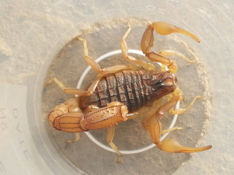 Image of Common yellow scorpion