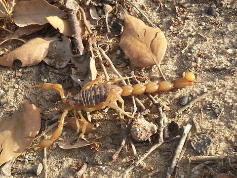Image of Common yellow scorpion