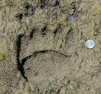 18.https www inaturalist org photos 5164317.580x360