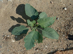 Image of <i>Nicotiana glauca</i>