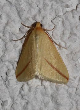 Image of The Vestal