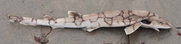 Image of Chain Catshark