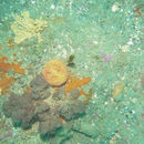 Image of <i>Aaptos globosum</i>