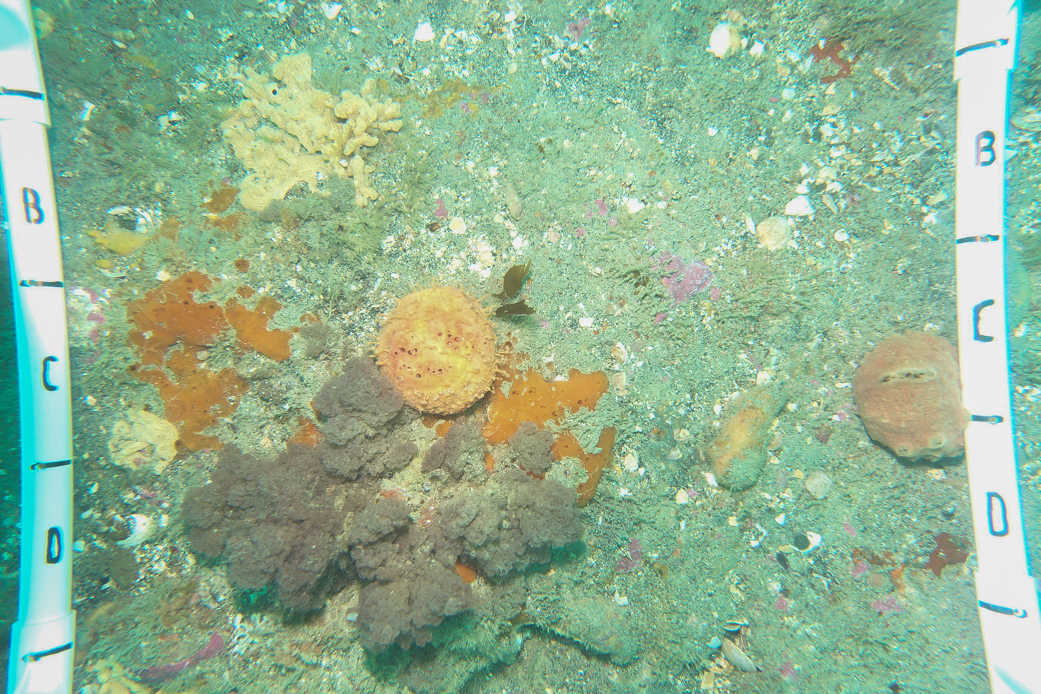 Image of <i>Aplidium powelli</i>