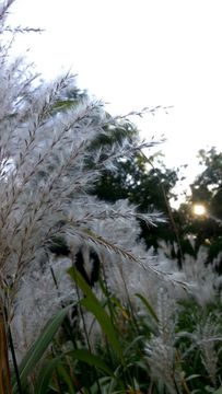 Image of <i>Miscanthus sacchariflorus</i>