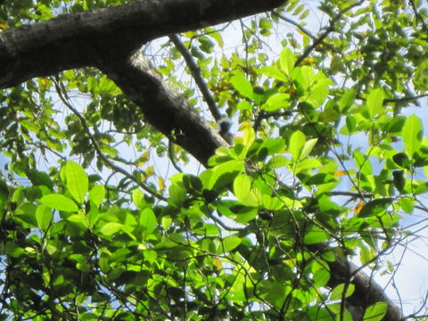 Image of cotton-top tamarin