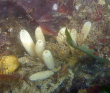 Image of Stalked Vase Sponge